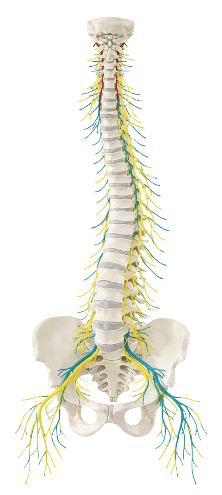 jooj neuromuscular anatomy model spine